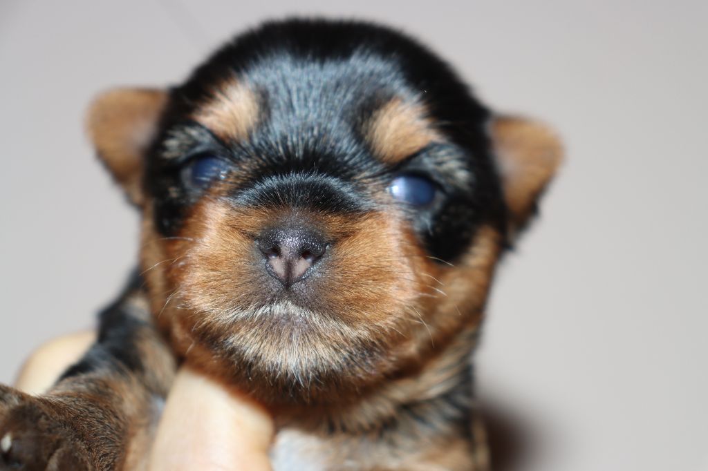 des Bruyères de Line - Chiot disponible  - Yorkshire Terrier