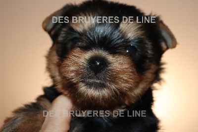 des Bruyères de Line - Yorkshire Terrier - Portée née le 27/09/2022