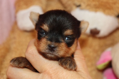 des Bruyères de Line - Yorkshire Terrier - Portée née le 15/09/2024