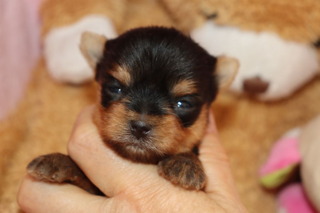 chiot Yorkshire Terrier des Bruyères de Line