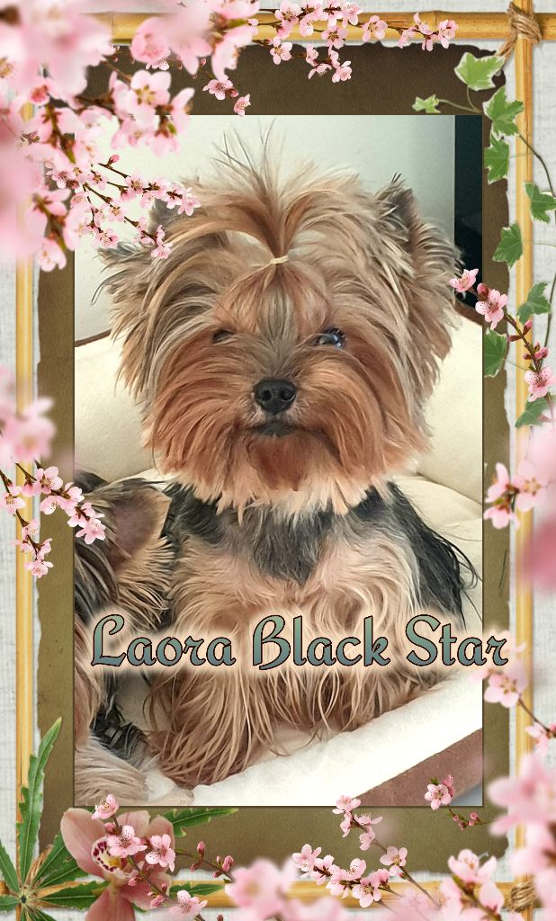 Laora black star des Bruyères de Line