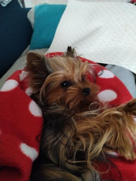 des Bruyères de Line - Des nouvelles de Roméo