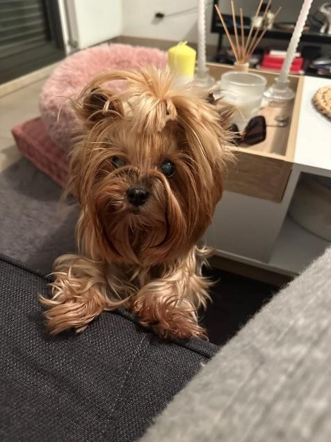 des Bruyères de Line - Des nouvelles de Give me the Best des BDL