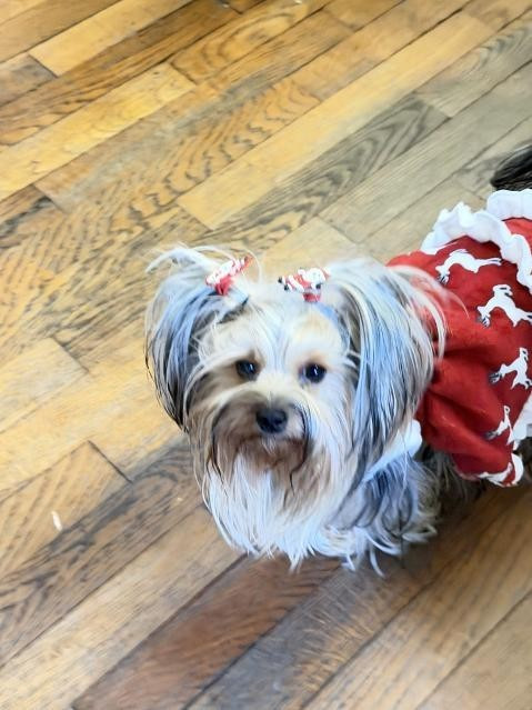 des Bruyères de Line - des nouvelles de Volga des bruyères de Line