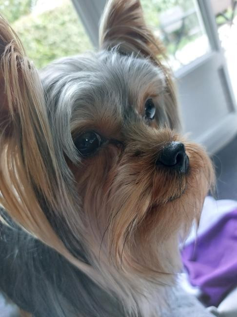 des Bruyères de Line - Des nouvelles de Voxy des Bruyères de Line