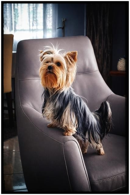 des Bruyères de Line - des nouvelles d'Ullia des Bruyeres de Line