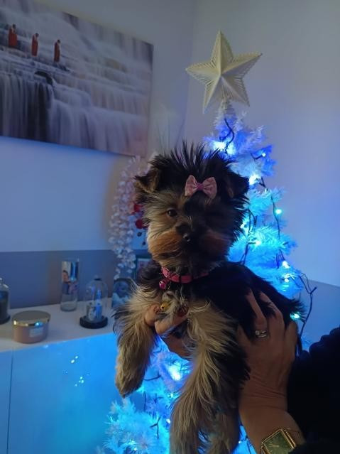 des Bruyères de Line - Des nouvelles de Abbie