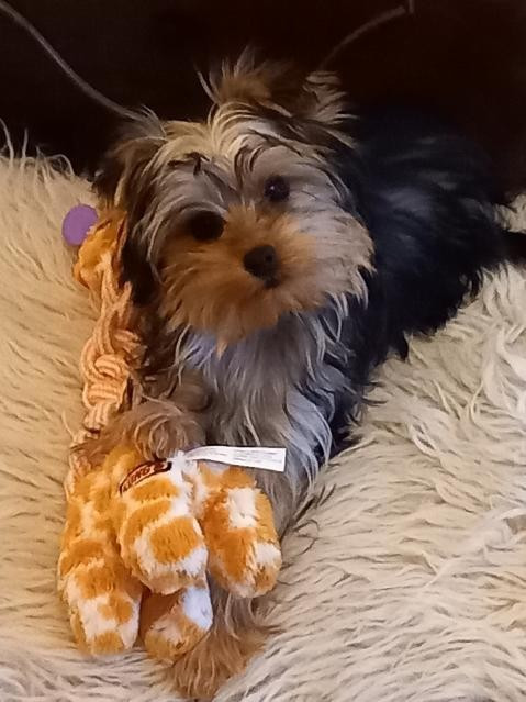 des Bruyères de Line - des nouvelles d'Abby