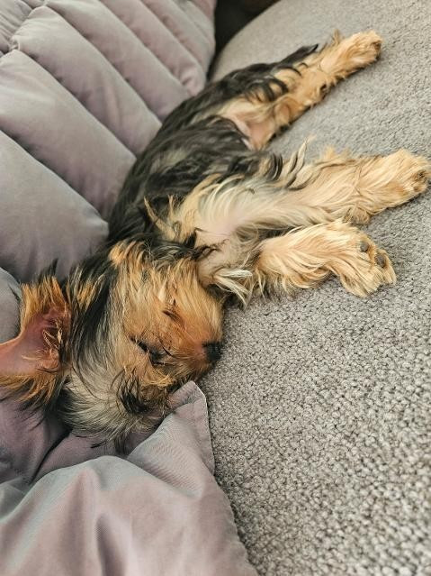 des Bruyères de Line - Des nouvelles de ALFIE