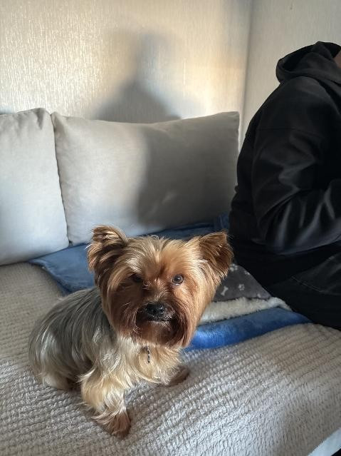 des Bruyères de Line - Des nouvelles de Narnia