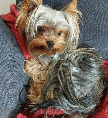 des Bruyères de Line - des nouvelles de Voxy