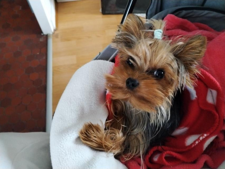 des Bruyères de Line - Des nouvelles de Roméo