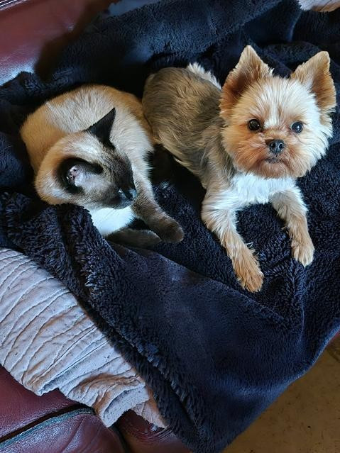 des Bruyères de Line - Des nouvelles de Velours