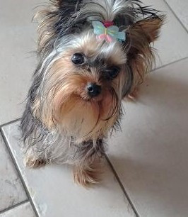 des Bruyères de Line - Des nouvelles de ABEL