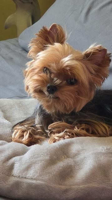 des Bruyères de Line - Des nouvelles de Mia