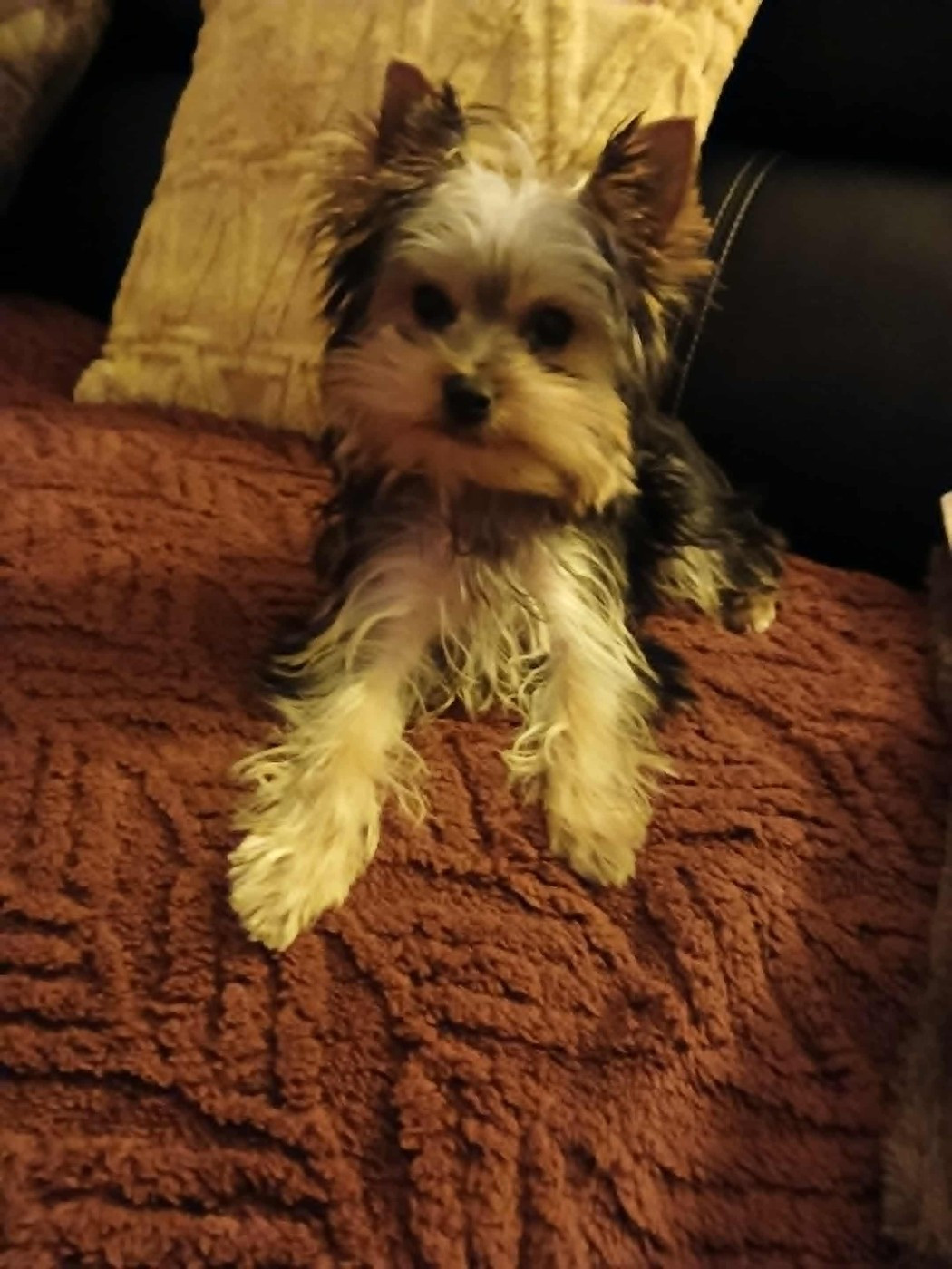 des Bruyères de Line - Des nouvelles d'Aymy