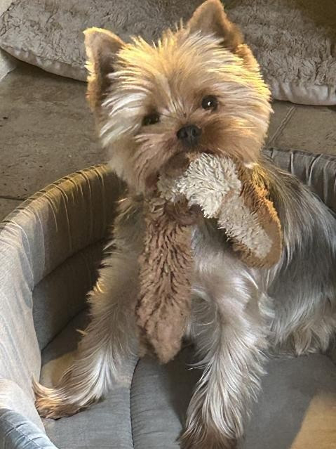 Des nouvelles de Velours