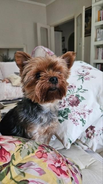 des Bruyères de Line - Des nouvelles de SNOOPY