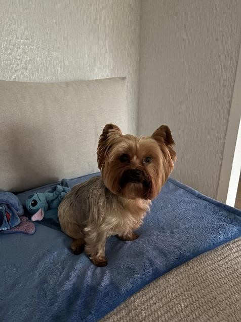 Des nouvelles de Narnia