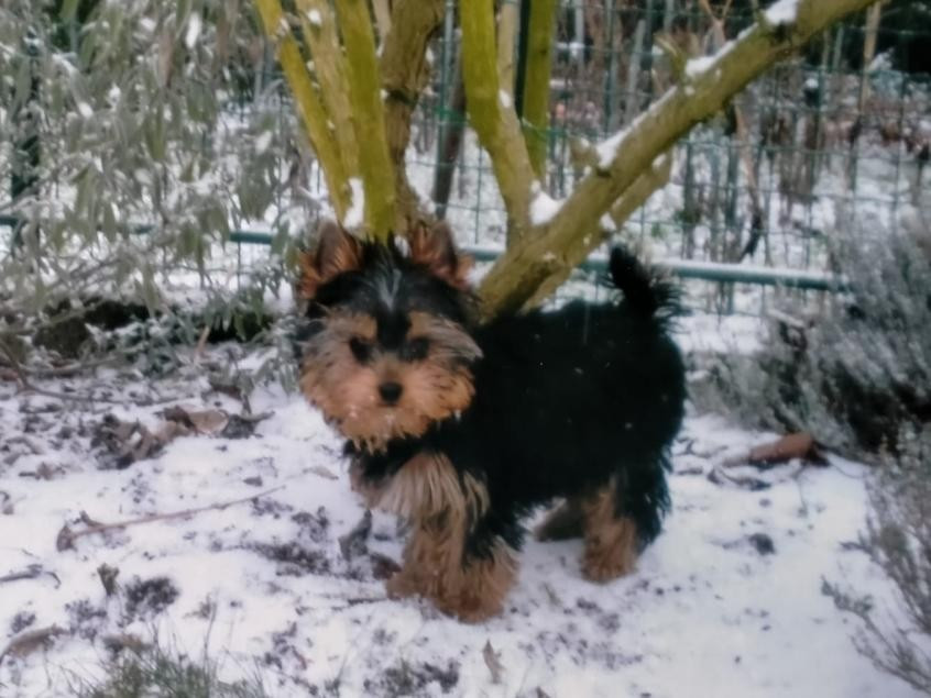 Des nouvelles de Dentelle