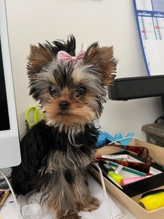 des Bruyères de Line - Des nouvelles de THAIS