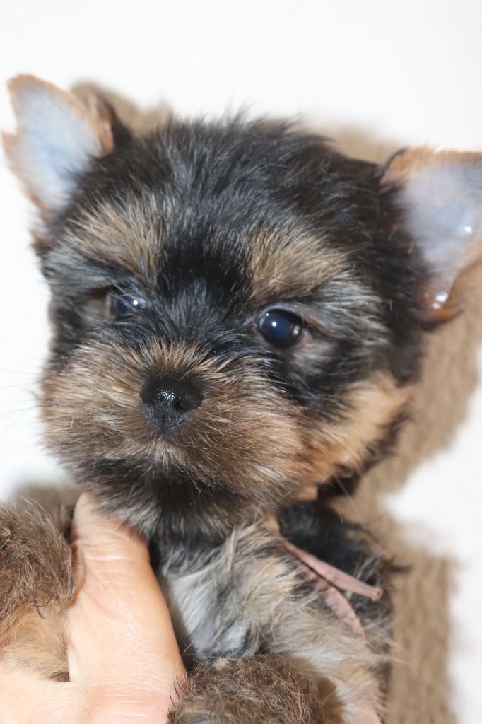 des Bruyères de Line - Chiots disponibles - Yorkshire Terrier