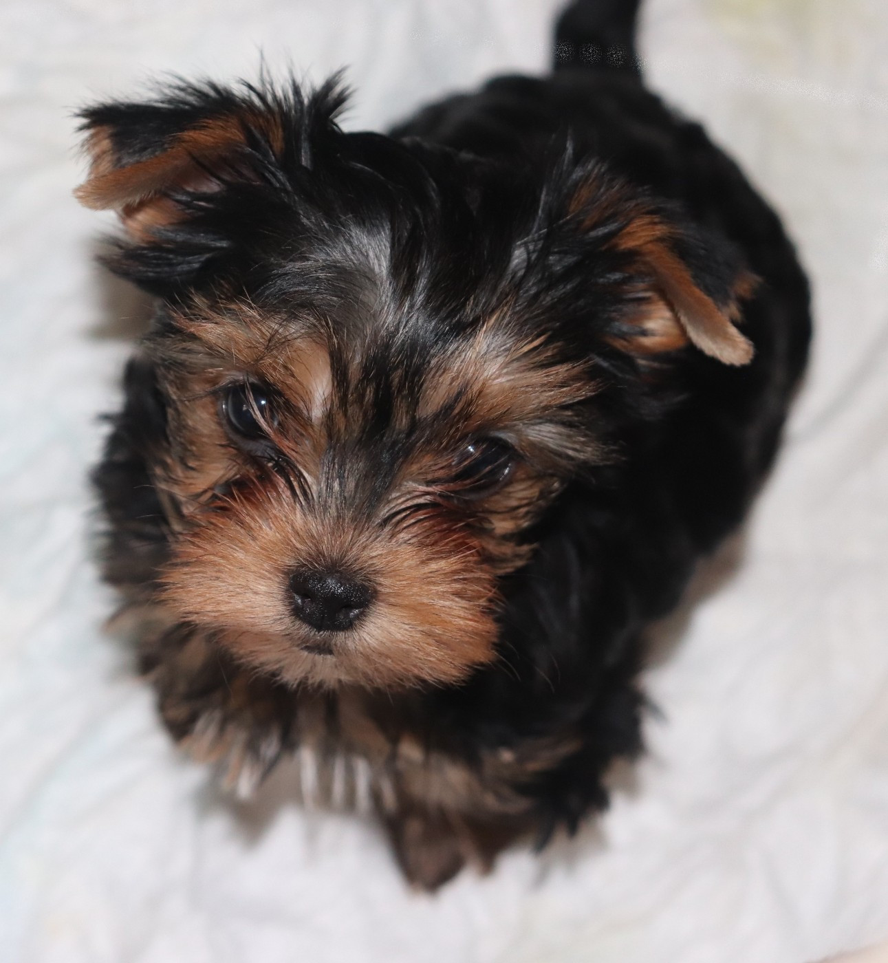des Bruyères de Line - Chiots disponibles - Yorkshire Terrier