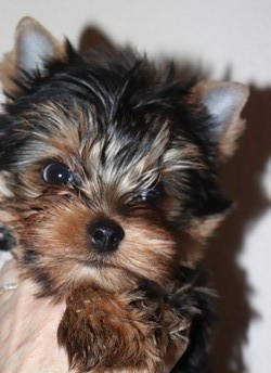 des Bruyères de Line - Yorkshire Terrier - Portée née le 03/11/2025