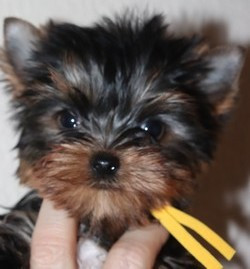 des Bruyères de Line - Chiots disponibles - Yorkshire Terrier