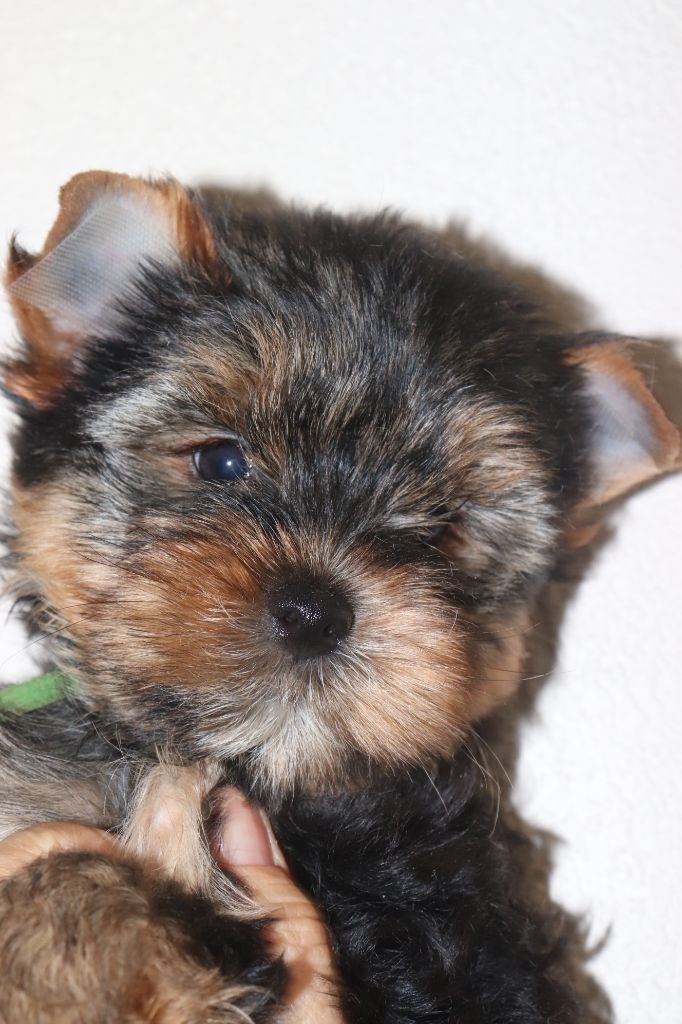 des Bruyères de Line - Chiots disponibles - Yorkshire Terrier