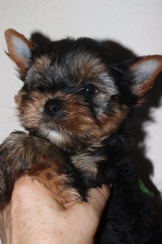 des Bruyères de Line - Chiots disponibles - Yorkshire Terrier