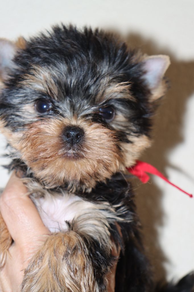 des Bruyères de Line - Yorkshire Terrier - Portée née le 01/03/2025
