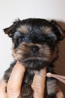 des Bruyères de Line - Chiots disponibles - Yorkshire Terrier