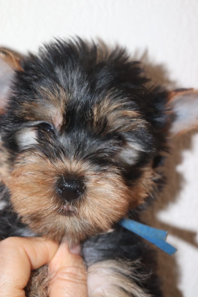 des Bruyères de Line - Chiots disponibles - Yorkshire Terrier