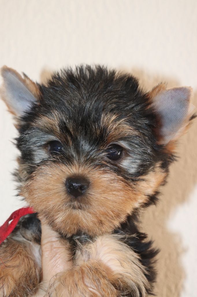 des Bruyères de Line - Chiots disponibles - Yorkshire Terrier