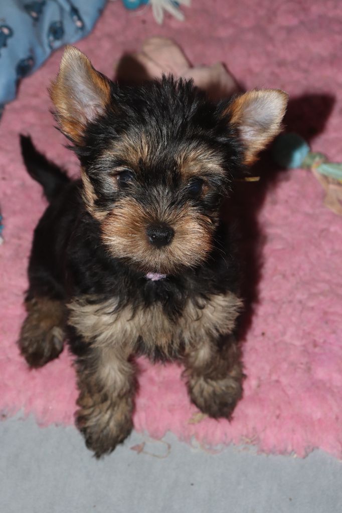 des Bruyères de Line - Chiots disponibles - Yorkshire Terrier