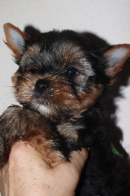 CHIOT 2