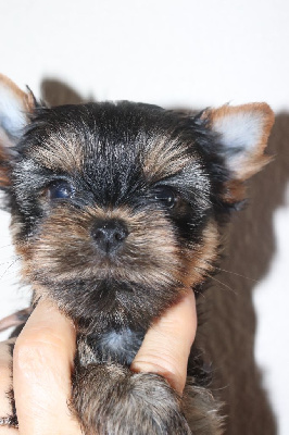 CHIOT 6