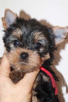 CHIOT 5