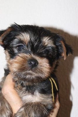 CHIOT 3
