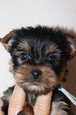CHIOT 4