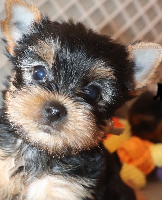 CHIOT 4