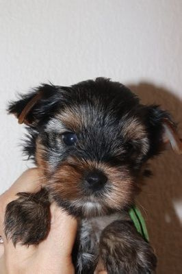 CHIOT 2