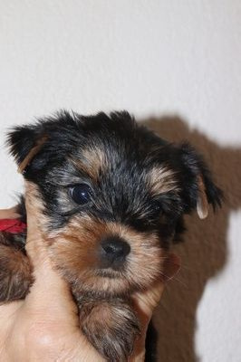 CHIOT 5