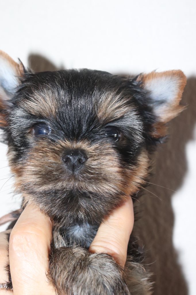 des Bruyères de Line - Chiots disponibles - Yorkshire Terrier