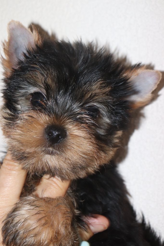 des Bruyères de Line - Yorkshire Terrier - Portée née le 25/07/2025