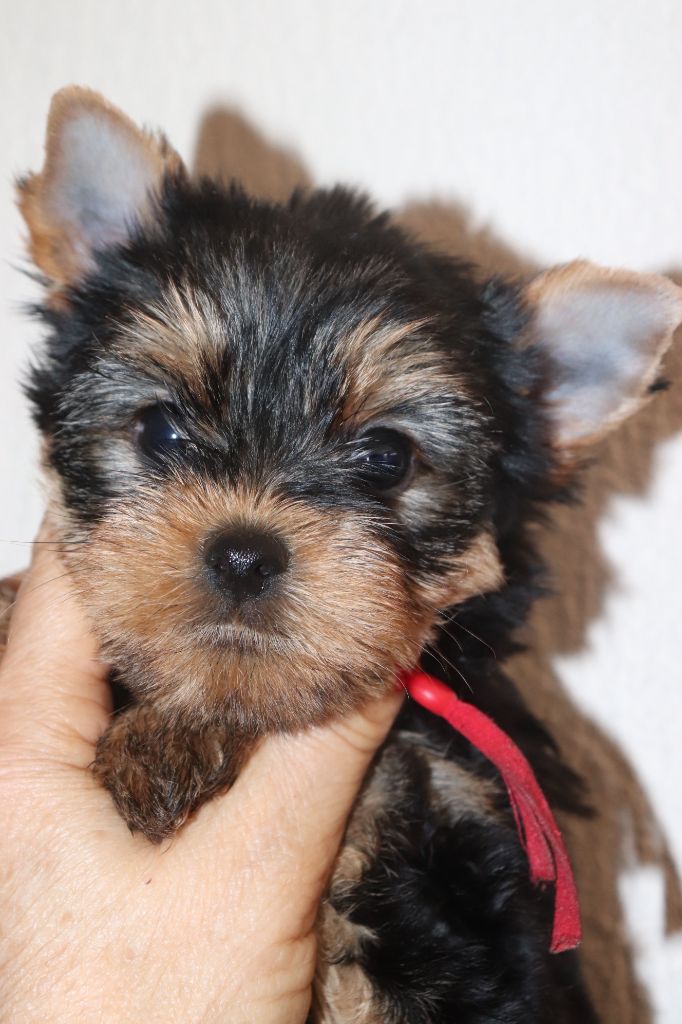 des Bruyères de Line - Chiots disponibles - Yorkshire Terrier