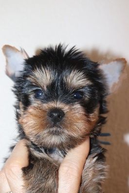 des Bruyères de Line - Chiots disponibles - Yorkshire Terrier