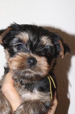 des Bruyères de Line - Chiots disponibles - Yorkshire Terrier