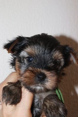des Bruyères de Line - Chiots disponibles - Yorkshire Terrier